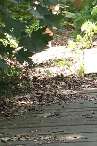 Dazzling Light-haired Pissing On A Bridge