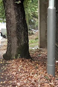 Plumpy Babe Pulls Up Her Dress To Pee Outside