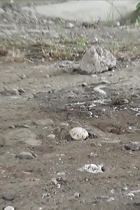 Closeup Peeing Action With Staggering Ginger Angel