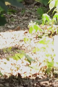 Dazzling Light-haired Pissing On A Bridge