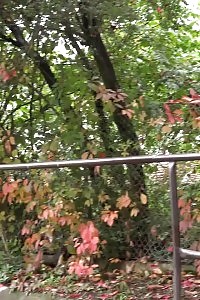 Black Haired Chubby Doll Needs To Piss Badly