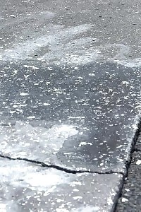 Sweetie Pisses Behind A White Wall Outside