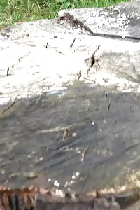 Impressive Babe Pulls Down Jeans To Pee