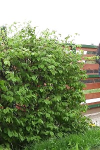 Charming Black-haired Is Desperate To Piss Outside