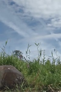 Ginger Honey Pees Over A Huge Rock Outside